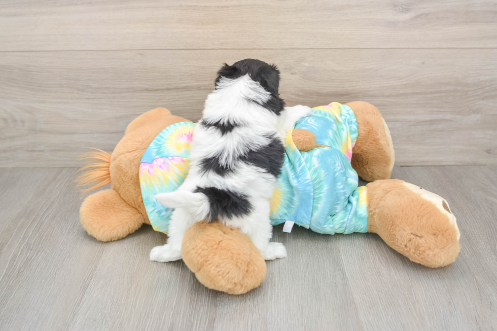 Cute Shih Poo Baby
