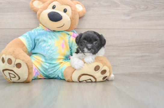 Small Shih Poo Baby