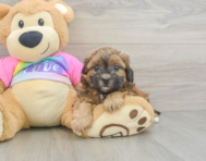 8 week old Shih Poo Puppy For Sale - Fairfield Furbabies