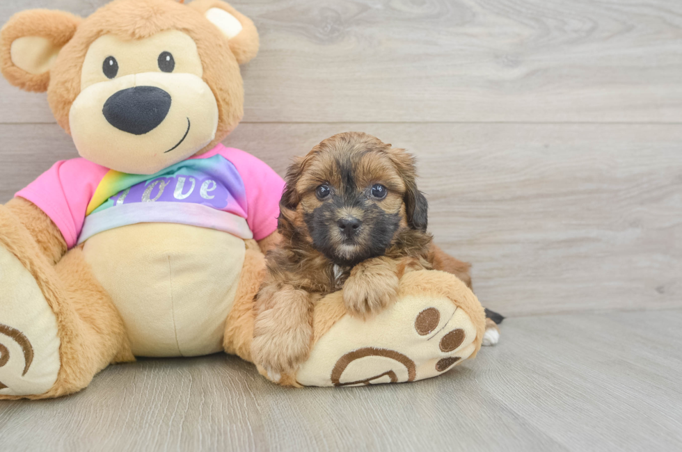6 week old Shih Poo Puppy For Sale - Fairfield Furbabies