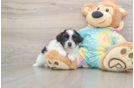 Hypoallergenic Shihpoo Poodle Mix Puppy