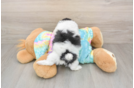 Best Shih Poo Baby