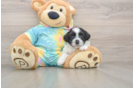 Best Shih Poo Baby