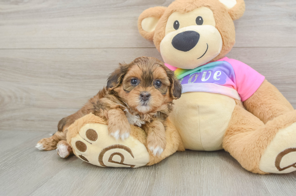 6 week old Shih Poo Puppy For Sale - Fairfield Furbabies