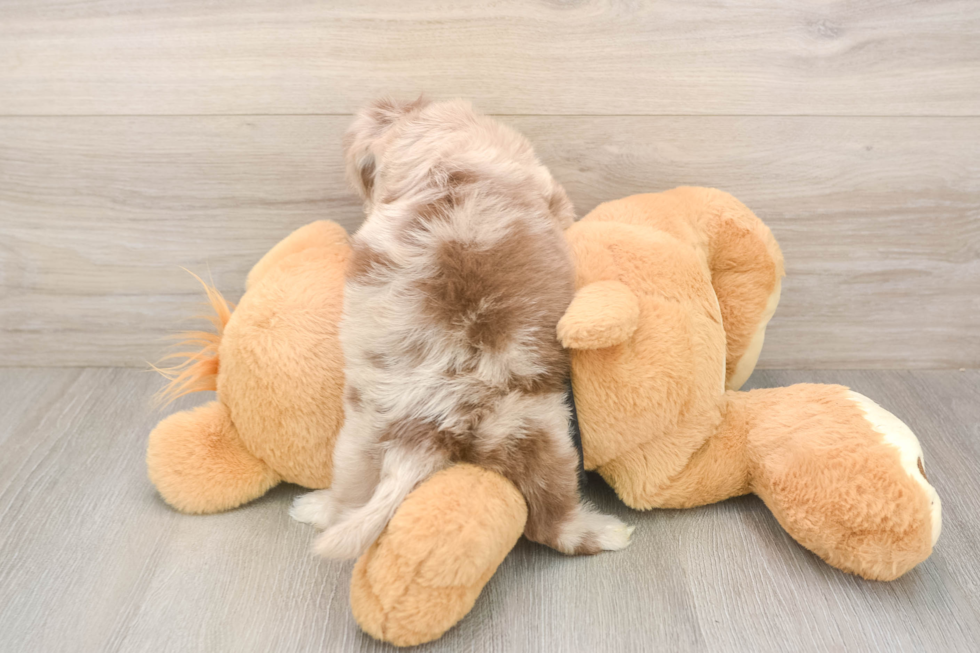 Shih Poo Pup Being Cute