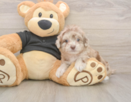 8 week old Shih Poo Puppy For Sale - Fairfield Furbabies