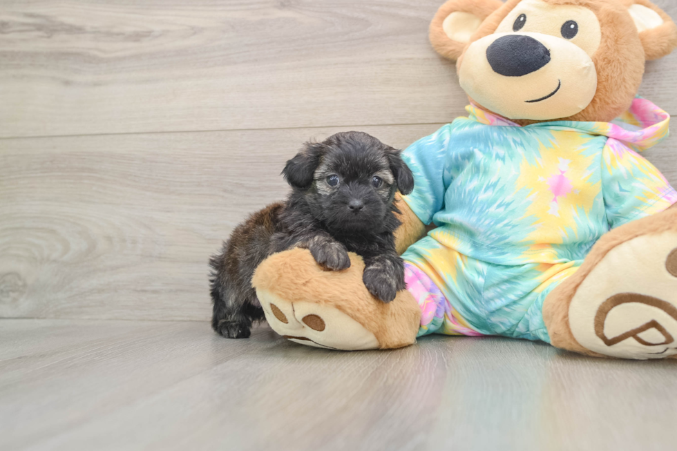 Cute Shih Poo Baby