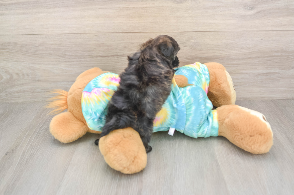 Best Shih Poo Baby