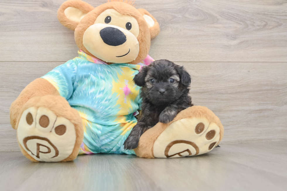 Cute Shih Poo Baby