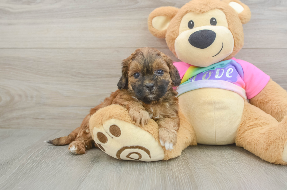 6 week old Shih Poo Puppy For Sale - Fairfield Furbabies