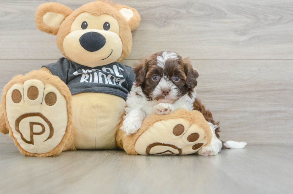 7 week old Shih Poo Puppy For Sale - Fairfield Furbabies
