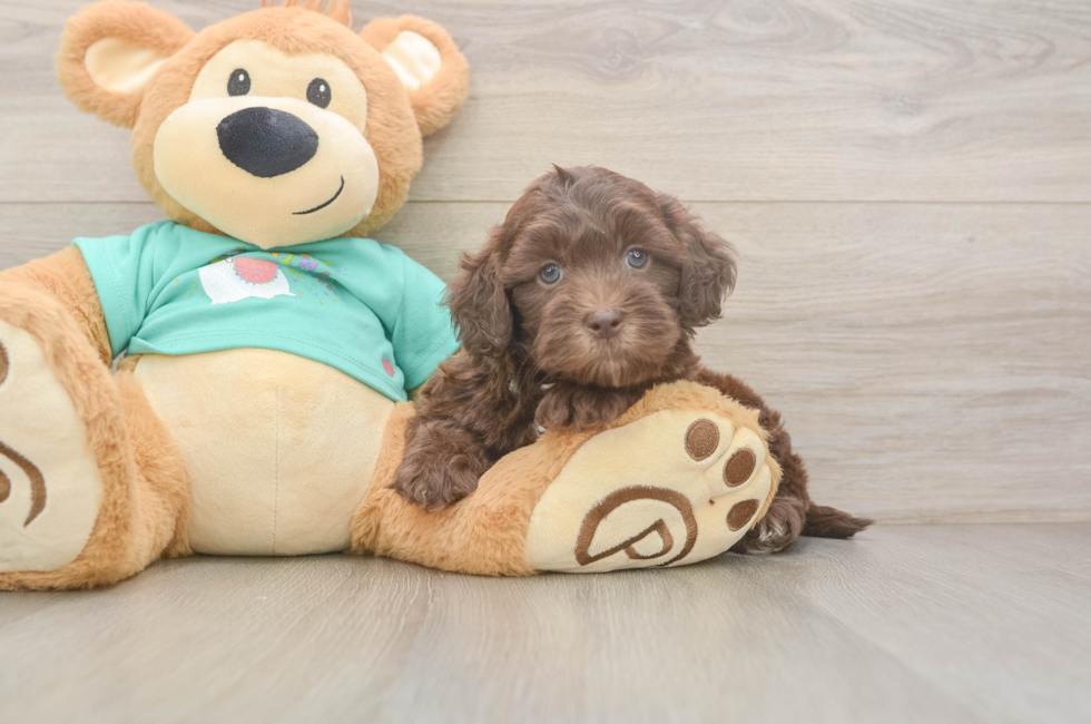 5 week old Shih Poo Puppy For Sale - Fairfield Furbabies