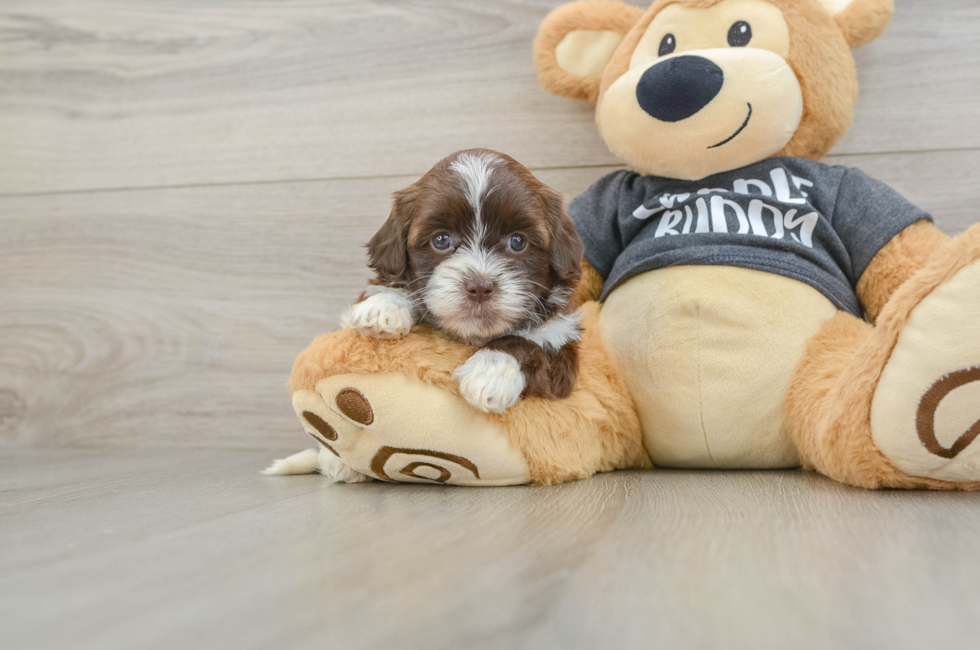 7 week old Shih Poo Puppy For Sale - Fairfield Furbabies