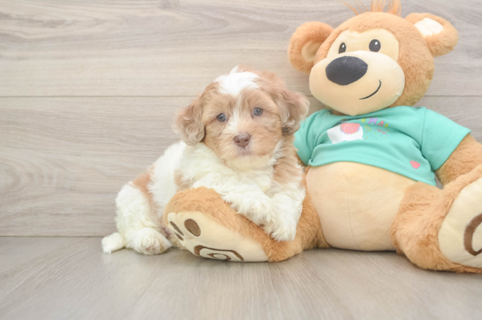 5 week old Shih Poo Puppy For Sale - Fairfield Furbabies