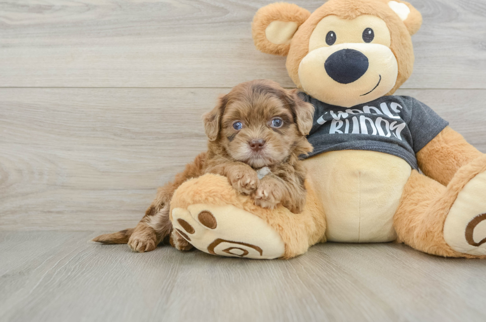 7 week old Shih Poo Puppy For Sale - Fairfield Furbabies