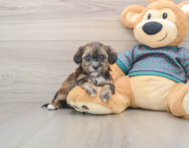 10 week old Shih Poo Puppy For Sale - Fairfield Furbabies