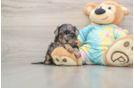 Small Shih Poo Baby