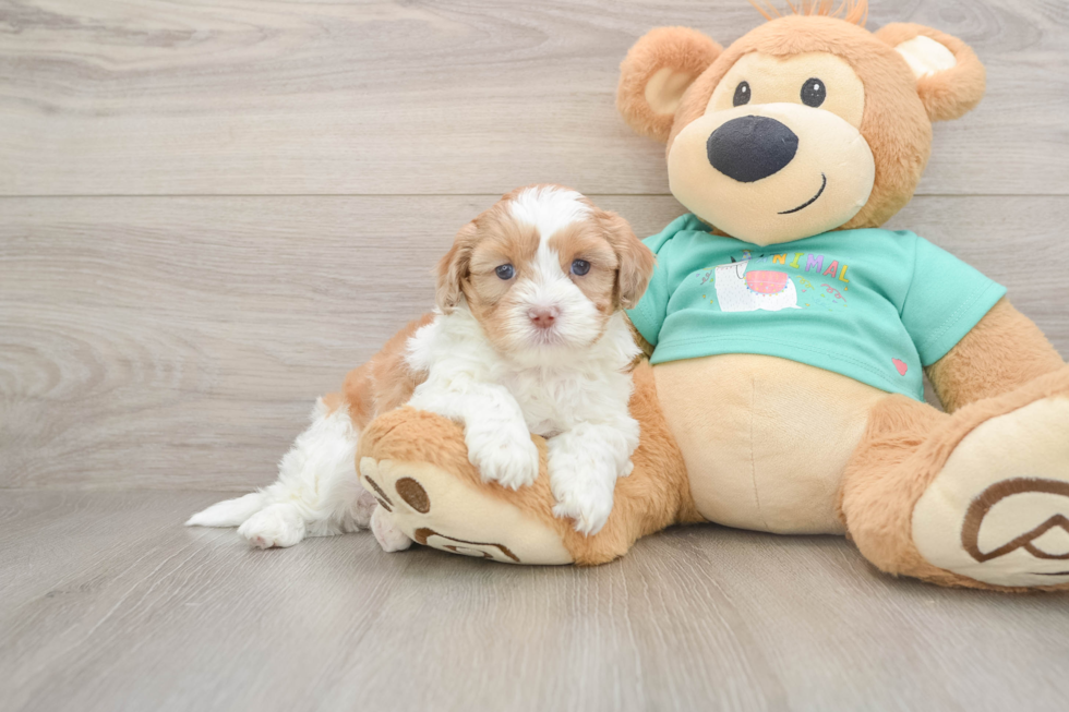 Best Shih Poo Baby