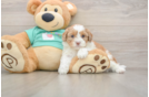 Smart Shih Poo Poodle Mix Pup