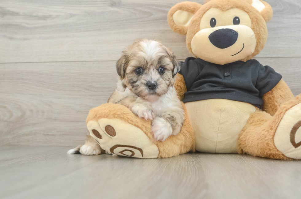 5 week old Shih Poo Puppy For Sale - Fairfield Furbabies