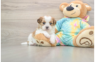 Shih Poo Pup Being Cute