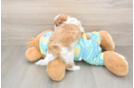 Best Shih Poo Baby