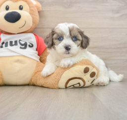 8 week old Shih Poo Puppy For Sale - Fairfield Furbabies
