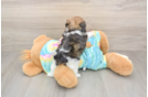 Adorable Shih Poo Poodle Mix Puppy
