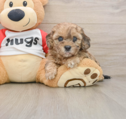 8 week old Shih Poo Puppy For Sale - Fairfield Furbabies