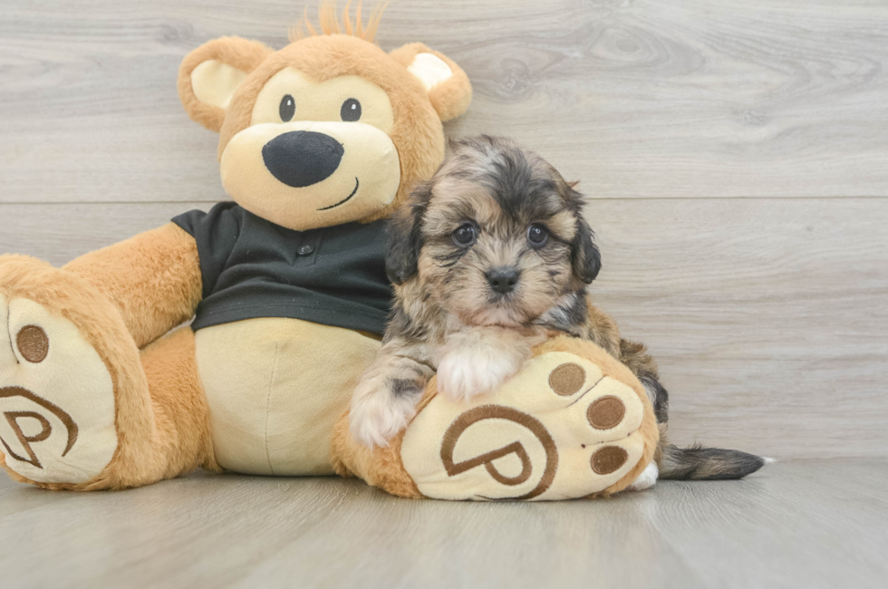 5 week old Shih Poo Puppy For Sale - Fairfield Furbabies