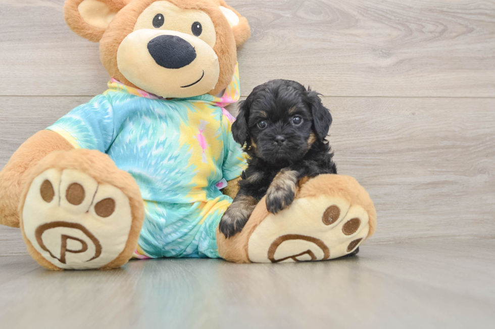 Cute Shih Poo Baby