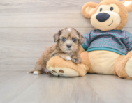 10 week old Shih Poo Puppy For Sale - Fairfield Furbabies