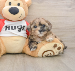 8 week old Shih Poo Puppy For Sale - Fairfield Furbabies