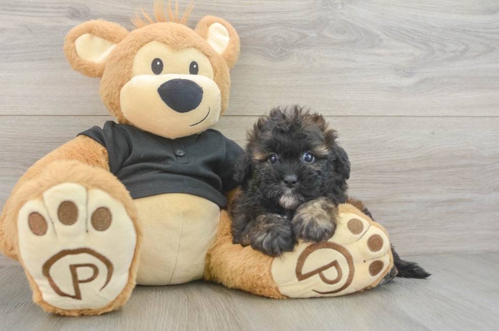 5 week old Shih Poo Puppy For Sale - Fairfield Furbabies