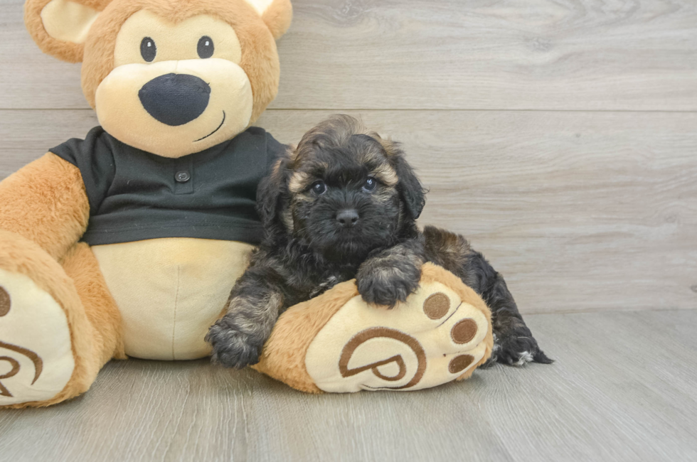 5 week old Shih Poo Puppy For Sale - Fairfield Furbabies