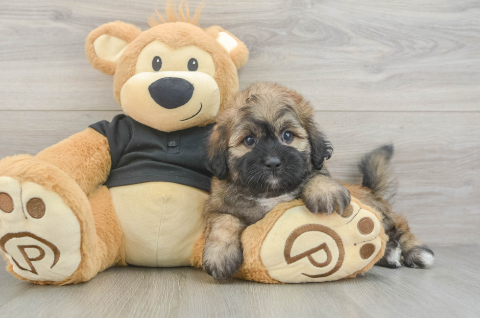 5 week old Shih Poo Puppy For Sale - Fairfield Furbabies