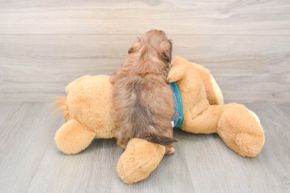 Shih Poo Pup Being Cute