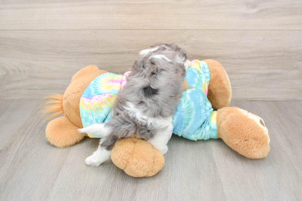 Best Shih Poo Baby
