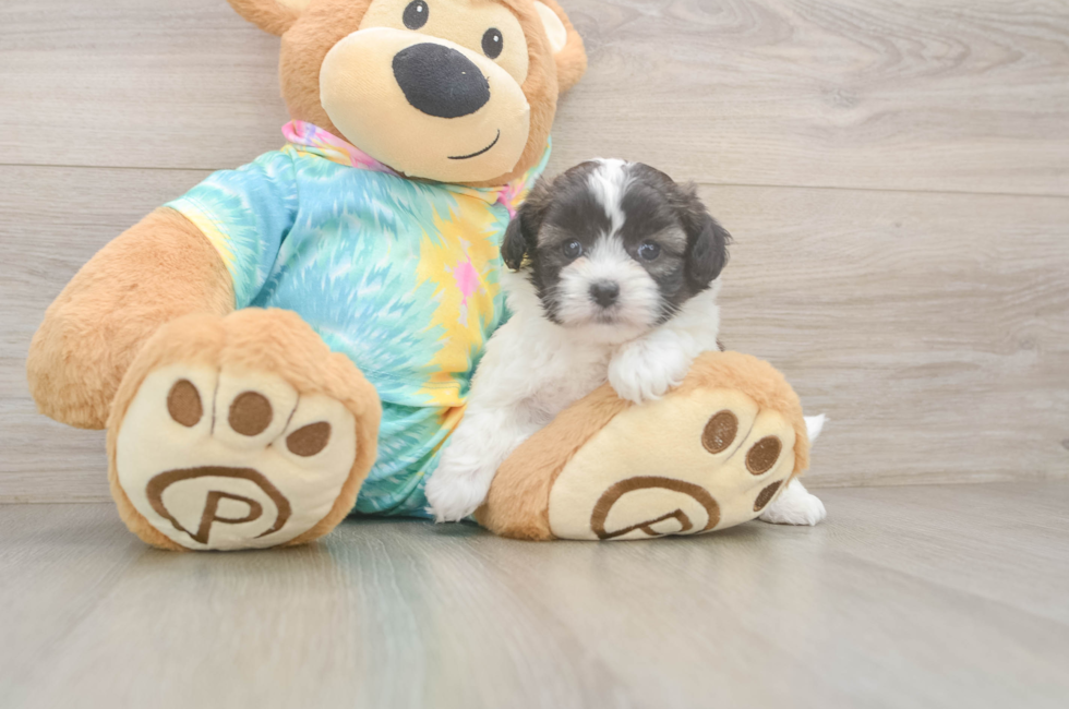 5 week old Shih Poo Puppy For Sale - Fairfield Furbabies