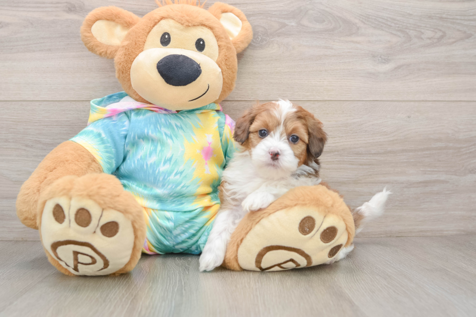 Adorable Shih Poo Poodle Mix Puppy