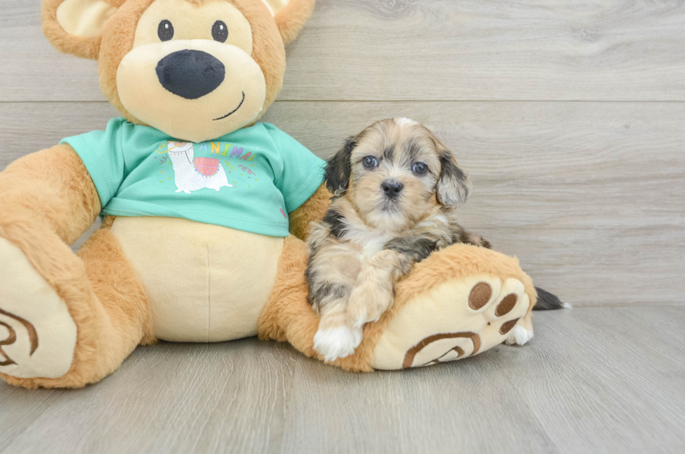 9 week old Shih Poo Puppy For Sale - Fairfield Furbabies