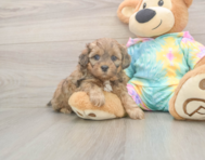 7 week old Shih Poo Puppy For Sale - Fairfield Furbabies