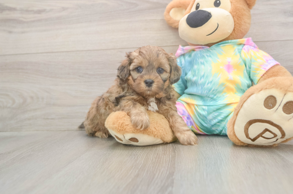7 week old Shih Poo Puppy For Sale - Fairfield Furbabies