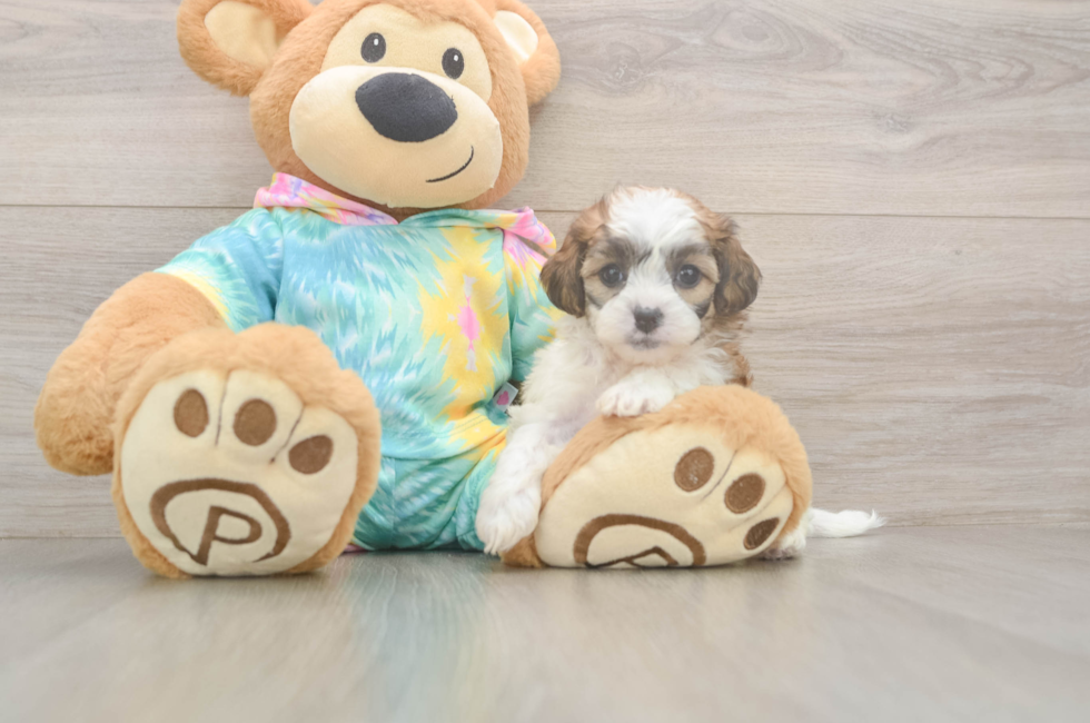 7 week old Shih Poo Puppy For Sale - Fairfield Furbabies