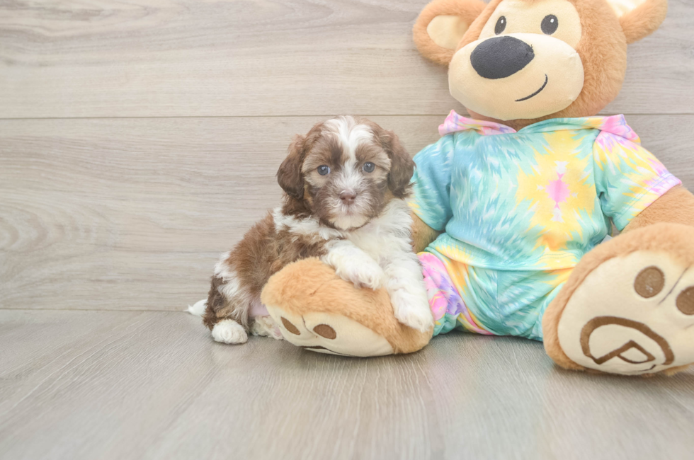 7 week old Shih Poo Puppy For Sale - Fairfield Furbabies