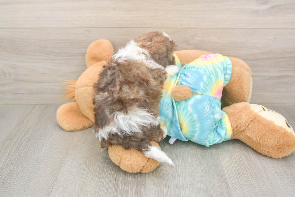 Hypoallergenic Shihpoo Poodle Mix Puppy