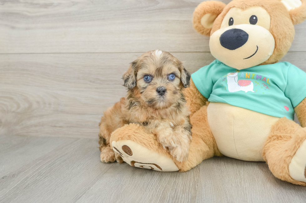 9 week old Shih Poo Puppy For Sale - Fairfield Furbabies