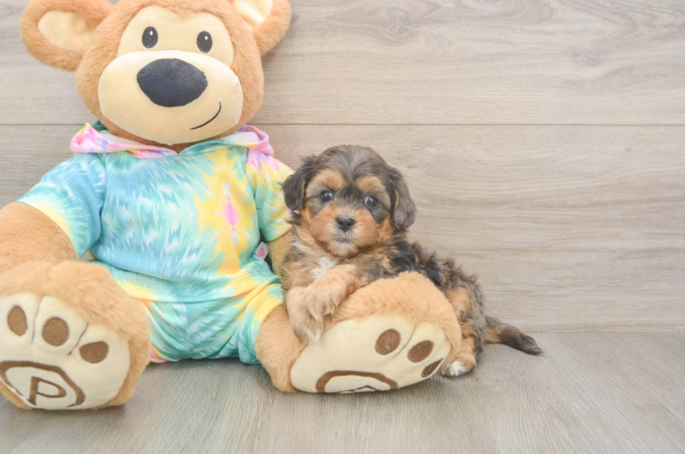 7 week old Shih Poo Puppy For Sale - Fairfield Furbabies