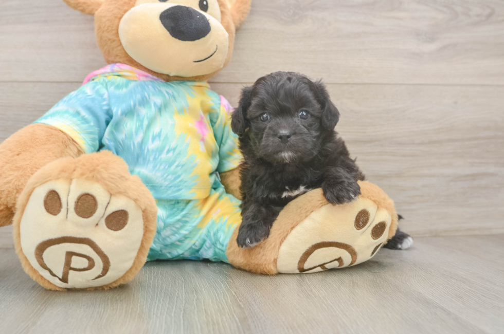 5 week old Shih Poo Puppy For Sale - Fairfield Furbabies