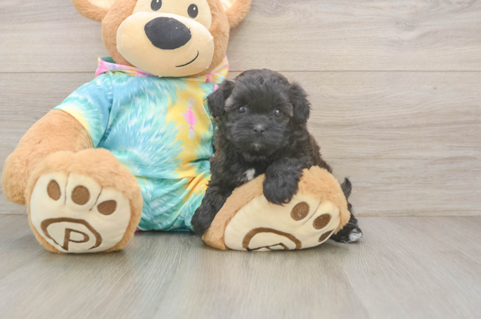 5 week old Shih Poo Puppy For Sale - Fairfield Furbabies